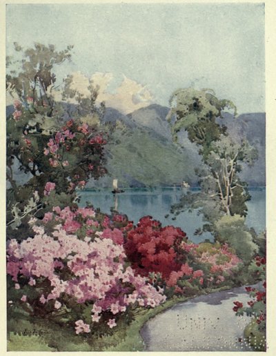 Azalea