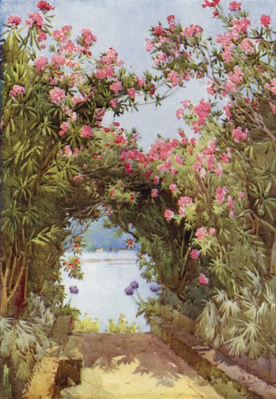 Oleanders, Isola Madre, Lago Maggiore door Ella Du Cane