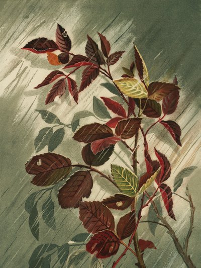 Herfstbladeren in de regen door Ellen Thayer Fisher