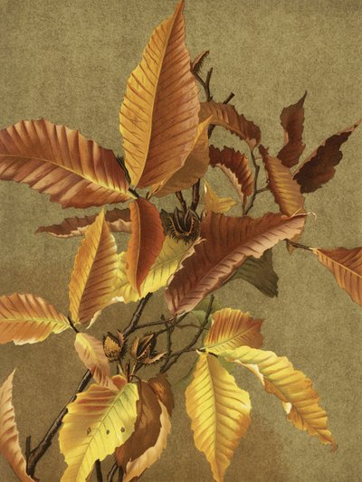 Herfstbladeren nr. 3 Beuk Door Ellen Thayer Fisher door Ellen Thayer Fisher