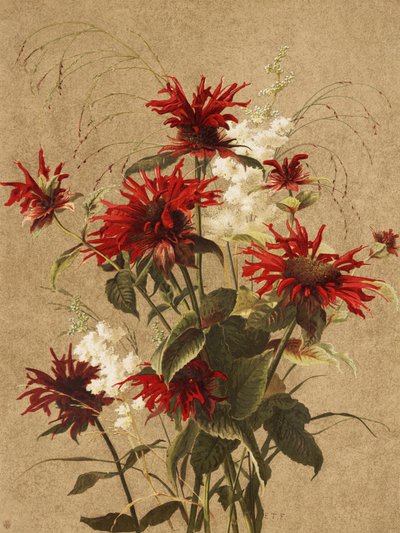 Balm en Spiraea Door Ellen Thayer Fisher door Ellen Thayer Fisher