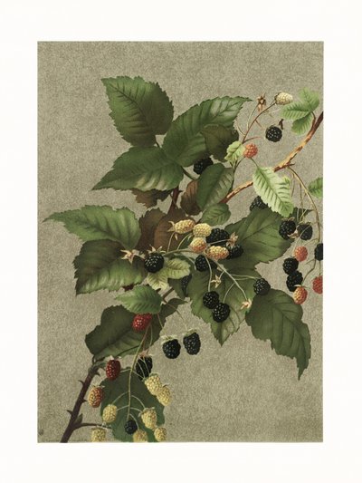 Bramen door Ellen Thayer Fisher
