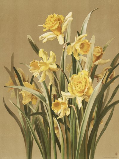 Narcissen door Ellen Thayer Fisher