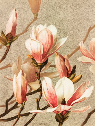 Magnolia door Ellen Thayer Fisher