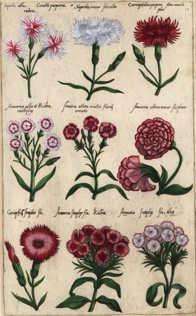 Verschillende soorten anjer, Dianthus caryophyllus door Emanuel Sweert