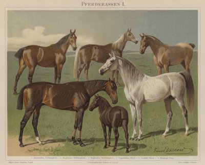 Paardenrassen door Emil Volkers