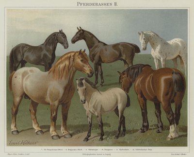 Paardenrassen door Emil Volkers