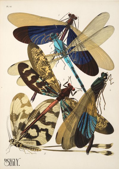 Plaat 10 uit Insectes, uitgegeven in de jaren 1930 door Émile Allain Séguy