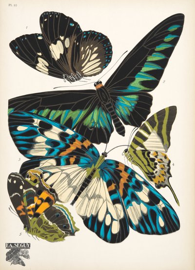 Plaat 10 uit Papillons, uitgegeven in 1925 door Émile Allain Séguy