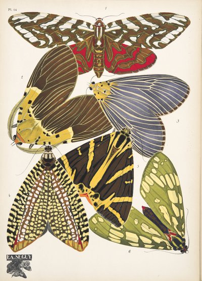 Plaat 14, uit Papillons, uitgegeven 1925 door Émile Allain Séguy