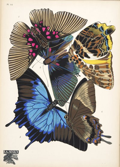 Plaat 16, uit Papillons, uitgegeven 1925 door Émile Allain Séguy
