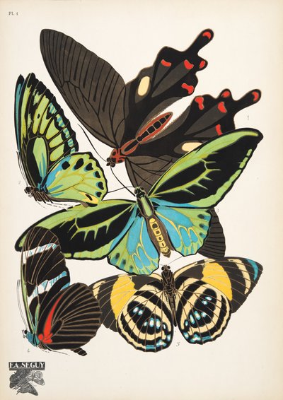 Plaat 1 uit Papillons, uitgegeven in 1925 door Émile Allain Séguy
