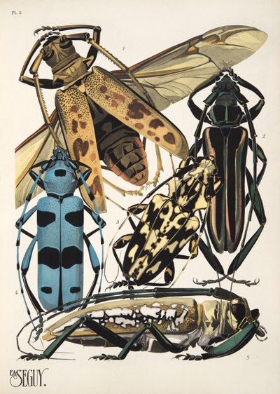 Plaat 3 uit Insectes, uitgegeven in de jaren 1930 door Émile Allain Séguy