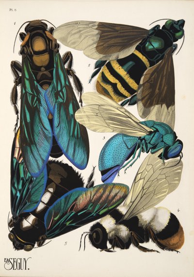 Plaat 5 uit Insectes, uitgegeven in de jaren 1930 door Émile Allain Séguy