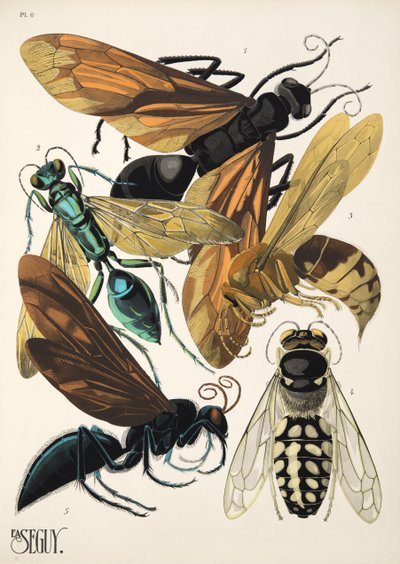 Plaat 6 uit Insectes, uitgegeven in de jaren 1930 door Émile Allain Séguy