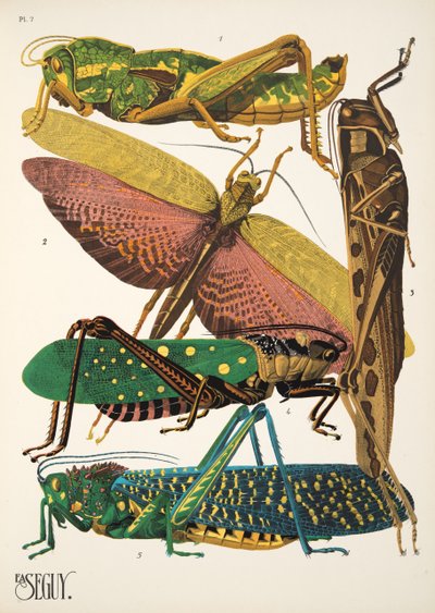 Plaat 7 uit Insectes, uitgegeven in de jaren 1930 door Émile Allain Séguy