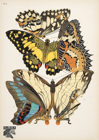Plaat 9, uit Papillons, uitgegeven 1925 door Émile Allain Séguy