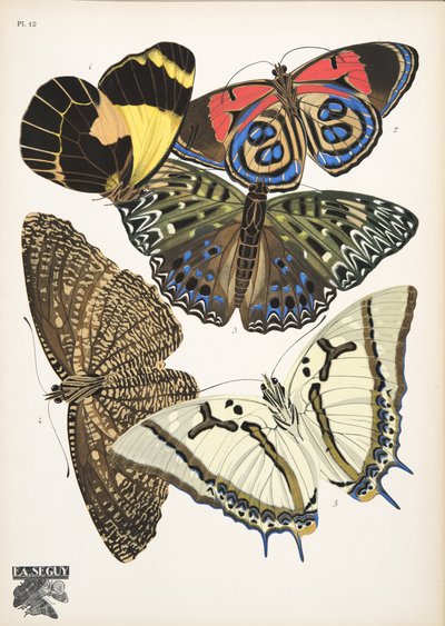 Plaat 12, uit Papillons, uitgegeven in 1925 door Émile Allain Séguy