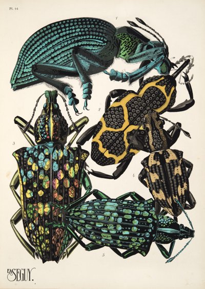 Plaat 14 uit Insectes, pub. 1930