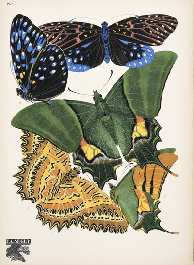 Plaat 6, uit Papillons, uitgegeven in 1925 door Émile Allain Séguy