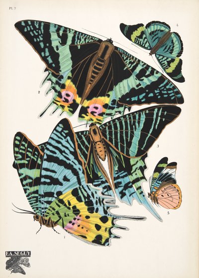 Plaat 7, uit Papillons, pub. 1925 door Émile Allain Séguy