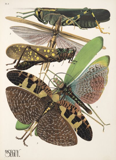 Plaat 8 uit Insectes, pub. 1930