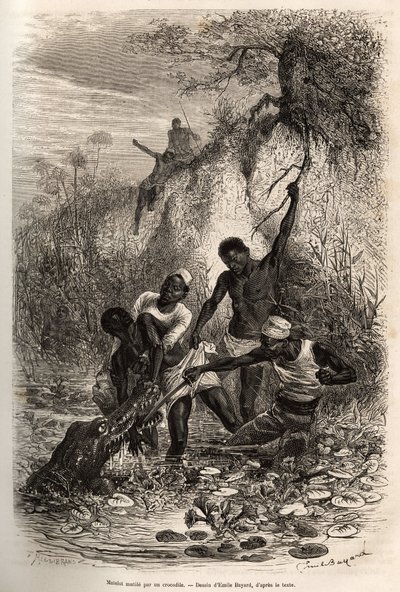 Een matroos van de expeditie, die convolvus (eetbare waterplant die zich over het wateroppervlak verspreidt) heeft teruggevonden, wordt bij de elleboog gegrepen door een krokodil; hij dankt zijn overleving alleen aan de tussenkomst van zijn kameraden, ets  door Emile Antoine Bayard