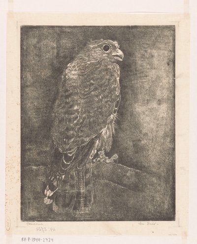 Valk op een tak door Emilius Wilhelmus Dehé (signed by artist)