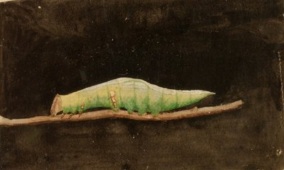 Larger Spotted Beach Leaf Edge Caterpillar, studie voor boek Concealing Coloration in the Animal Kingdom door Emma Beach Thayer