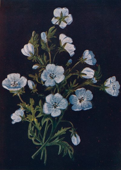 Baby-blauwe ogen, ca. 1915 door Emma Graham Clock