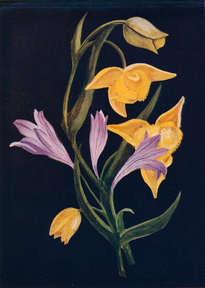Diogenes Lantaarn & Oogst Brodiaea, ca. 1915, 1915 door Emma Graham Clock