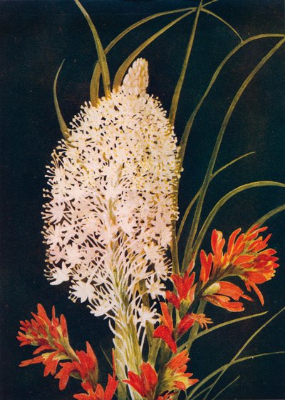 Squaw Grass en Scarlet Paint Brush, c1915, 1915 door Emma Graham Clock