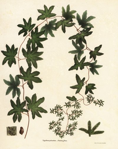 Amerikaanse klimplantvaren of Hartford varen, Lygodium palmatum door Endicott Endicott