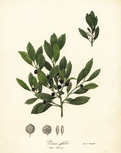 Appalachische thee, verfbladeren, groenblijvende winterbes, galbes en inktbes, Ilex glabra door Endicott Endicott