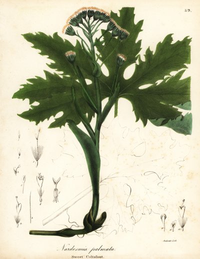 Arctische hoefblad, Petasites frigidus var door Endicott Endicott