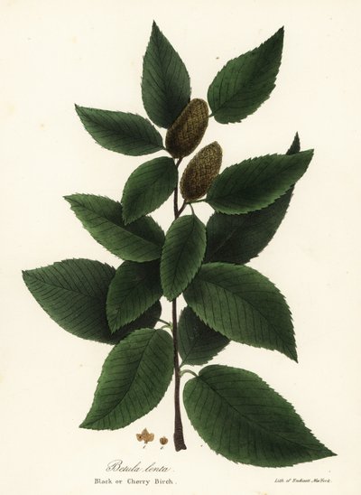 Zwarte berk of kersenberk, Betula lenta door Endicott Endicott