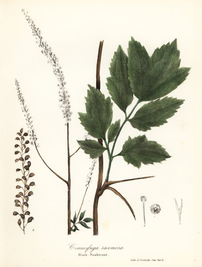 Zwarte cohosh, zwarte bugbane, zwarte slangenwortel of feeënkaars, Actaea racemosa door Endicott Endicott