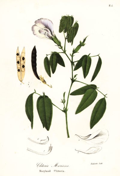 Vlindererwt, Atlantische duivenvleugels of Maryland clitoria, Clitoria mariana door Endicott Endicott