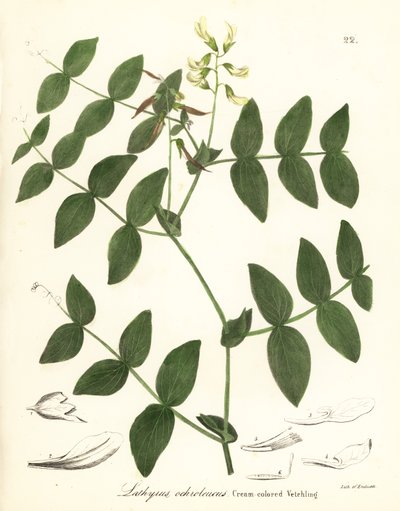Crème erwten of crèmekleurige wikke, Lathyrus ochroleucus door Endicott Endicott