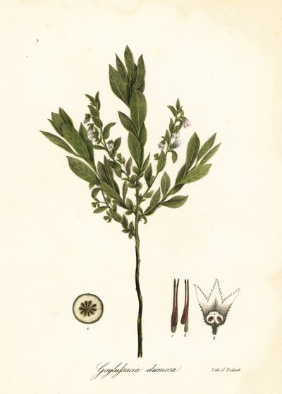 Dwergbosbes, struikbosbes of gopherbes, Gaylussacia dumosa door Endicott Endicott