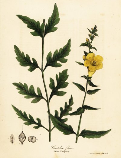 Valse vingerhoedskruid, Aureolaria flava (Gerardia flava) door Endicott Endicott