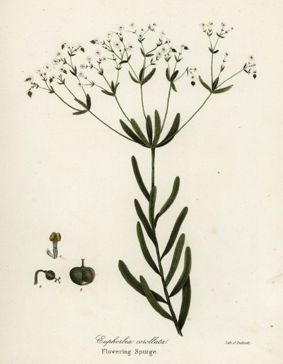 Bloeiende wolfsmelk, Euphorbia corollata door Endicott Endicott