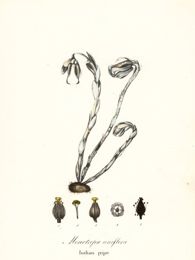Spookplant, spookpijp, Indiase pijp of lijkplant, Monotropa uniflora door Endicott Endicott