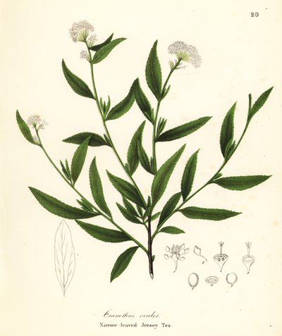 Jersey thee, Ceanothus herbaceus (Smalbladige Jersey Thee, Ceanothus ovalis) door Endicott Endicott