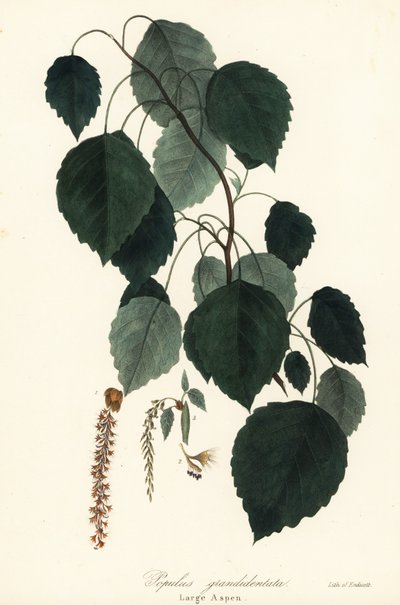 Grote esp, Populus grandidentata door Endicott Endicott