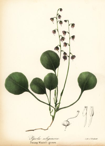 Leverblad wintergroen, moeraswintergroen of roze wintergroen, Pyrola asarifolia door Endicott Endicott