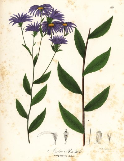 Ruwe aster of ruwe bosaster, Eurybia radula door Endicott Endicott
