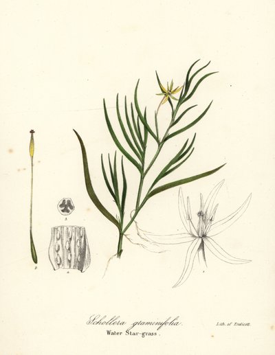 Modderplant of waterhyacint, Heteranthera dubia (Waterstergras, Schollera graminifolia) door Endicott Endicott