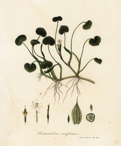 Modderplant of waterhyacint, Heteranthera reniformis door Endicott Endicott