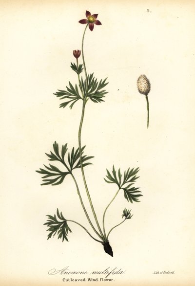 Pacifische anemoon of gesneden windbloem, Anemone multifida door Endicott Endicott
